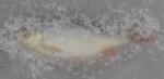 Ryba zamrzl v ledu na Jiick tni